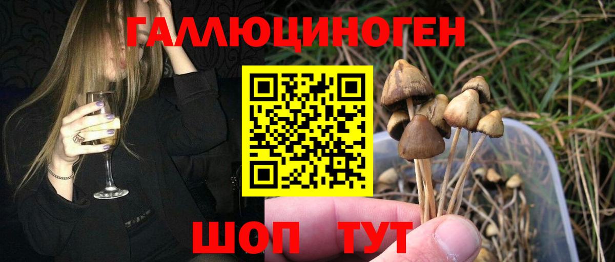 Псилоцибиновые грибы Cubensis Калининград